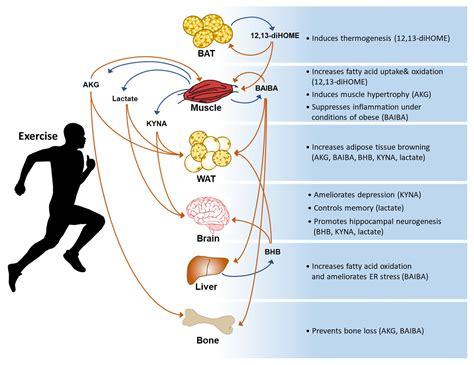 Is Lactate Produced During Aerobic Exercise Exploring The Science