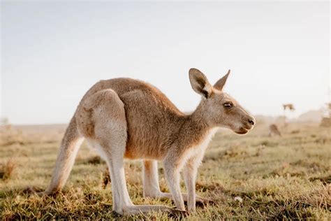 Australia Has Grown A Kangaroo Embryo Using Ivf For The First Time In