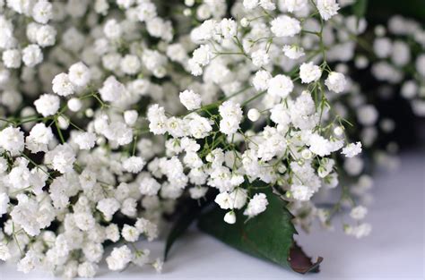 5 Flores Hermosas Que No Deben Faltar En Tu Ofrenda De Día De Muertos Salud180