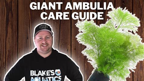 Giant Ambulia Care Guide How To Grow Propagate And Care For