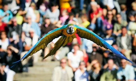 Bird Shows Feathered Friends Animal Productions