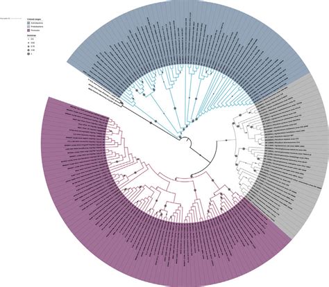 Phylogenetic tree of the three main groups (Actinobacteria ... 