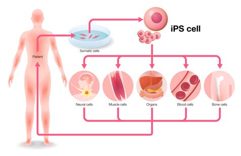 Ips細胞とは？ 歴史や実用化を簡単にわかりやすく解説 個人向けパーソナルips細胞｜リプロセル