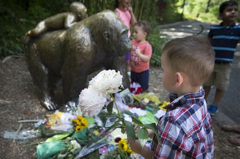 Direct your Harambe anger at the zoo's gorilla barrier | Mashable