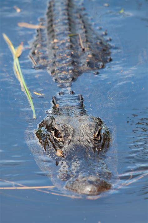 Everglades Alligator | Alligator, Everglades, Black animals