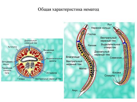 Медицинская гельминтология. Трематоды и цестоды - online presentation