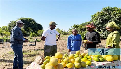 Le Sommet Dakar Sur La Souverainet Alimentaire Le Riz La Banane Et