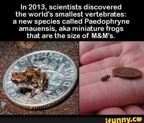 In 2013 Scientists Discovered The Worlds Smallest Vertebrates Anew