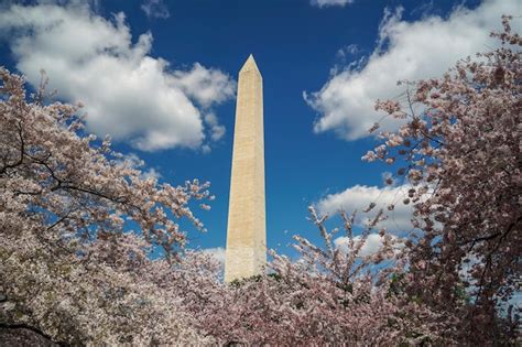 Premium Photo | Cherry blossom in washington dc