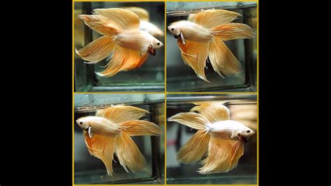 Betta Fish Yellow Gold Dragon Double Veil Tail Dvt Male T494 Youtube