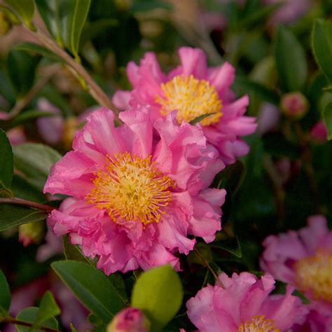 Leslie Ann Camellia