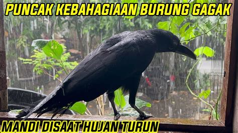 Ketika Burung Gagak Minta Main Disaat Hujan Turun Youtube