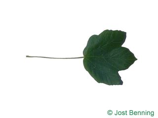 Lobed Leaves | Leaf-ID.com