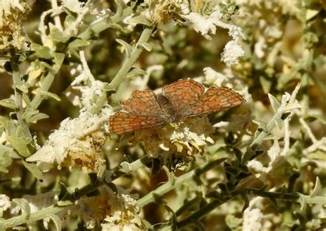 48 Common Brown Butterflies in The U.S. (with Pictures)