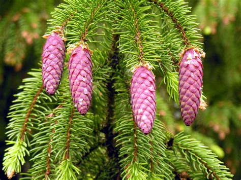 Spruces Edible Useful And Medicinal Plants Of The Philadelphia Area