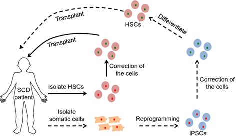 Potential Gene Therapy Based Treatment For Sickle Cell Disease Scd