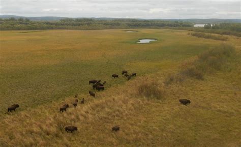 Wood Bison Settling Home in Shageluk, Alaska by Ned Rozell