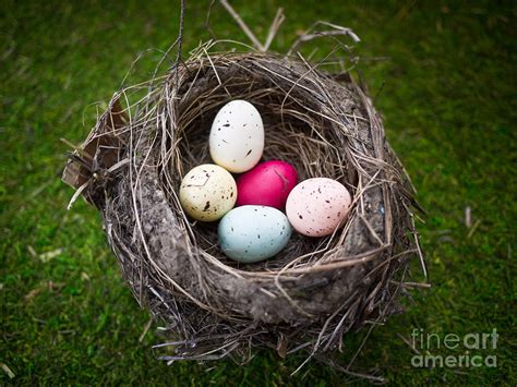 Bird S Nest With Easter Eggs Photograph By Edward Fielding