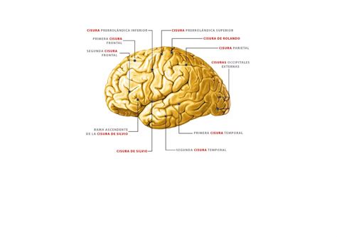 Esquemas Del Sistema Nervioso Ppt Descarga Gratuita