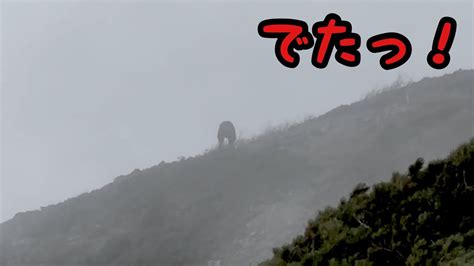 【熊遭遇】【bear Encounter】登山中に熊に遭遇！？恐怖の映像：山岳ハイカーがどうやって生還したのか Youtube