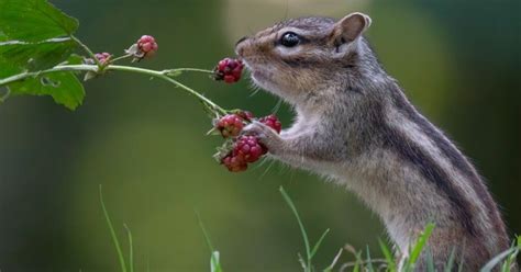 How to Protect Plants from Squirrels: 9 Effective Ways – Self Gardener