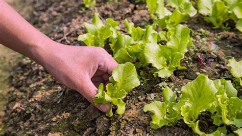 Lechuga Batavia Caracter Sticas Cultivo Y Propiedades Agrom Tica