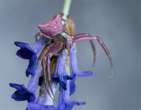 Pink Crab Spider From 66500 Conat France On July 2 2023 At 01 36 PM