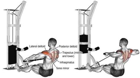 What Are Rear Delt Rows A Guide To A Bigger Back