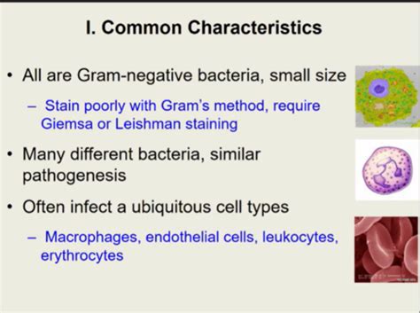 Bacteriology Lecture 6 7 Systemic Diseases Flashcards Quizlet