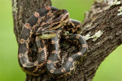 9 Titillating Texas Rat Snake Facts Fact Animal