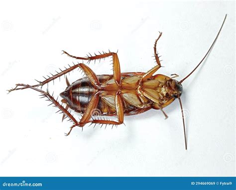 A Dying Cockroach Was Lying On Its Stomach Stock Image Image Of Lying