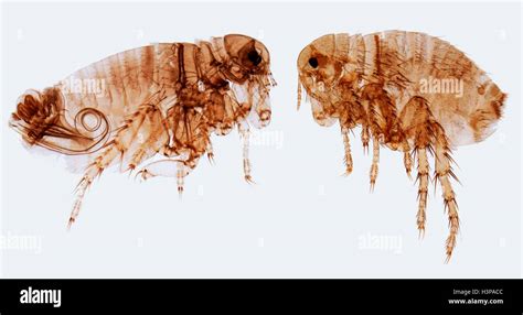 Human Fleas Light Micrograph Lm Of A Male Left And Female Human