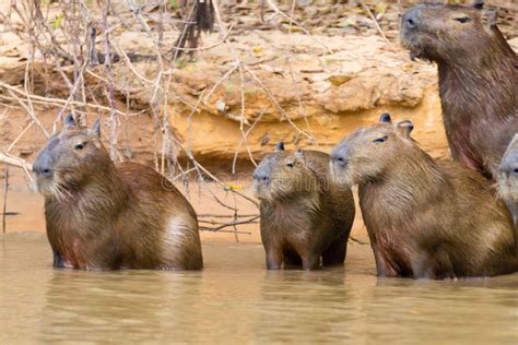 Capybara In Pantanal Brazil South America Stock Photo Image Of