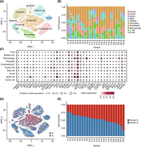 The Single‐cell Heterogeneity Of 24 Pdac Samples Pdac Pancreatic