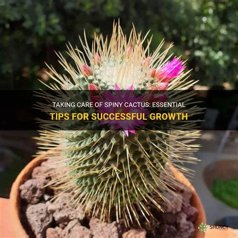 Taking Care Of Spiny Cactus Essential Tips For Successful Growth Shuncy