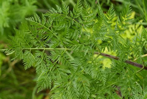 How to Identify and Remove Poison Hemlock