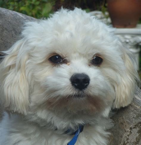 Maltese X Poodle Maltepoo Baxter Cute Animals Pets Animals