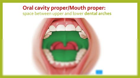 Solution Embryological Development Of Oral Cavity Tongue Teeth Palate