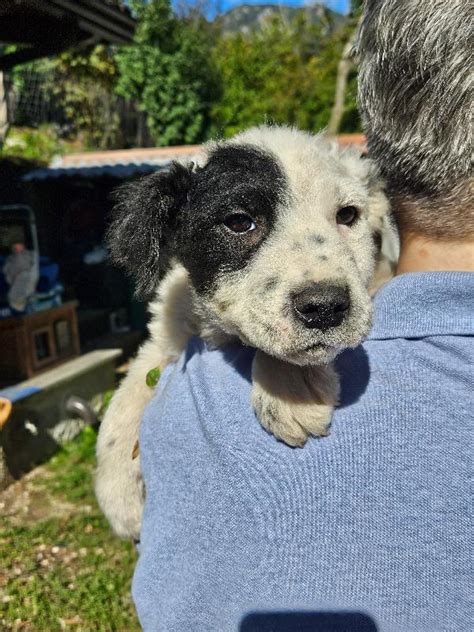 Caramella 3 Mesi Mix Maremmana Cane A Padova In Regalo