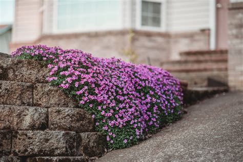 Descubra 47 Kuva Fleurs De Rocailles Vivaces Violettes Thptnganamst