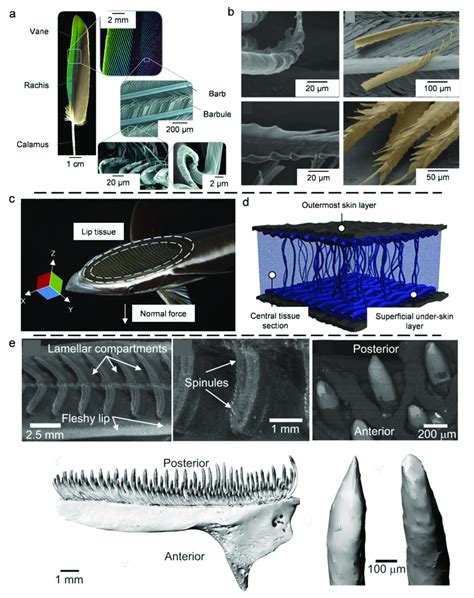 A The Hierarchical Structure Of The Flight Feather Reprinted With