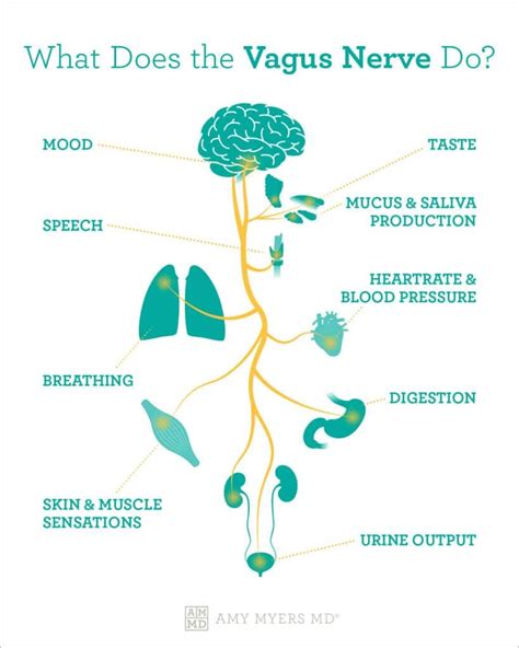 Vagal Tone: The Gut-Brain Axis & the Vagus Nerve | Nervus vagus, Zenuwstelsel, Gezond lichaam