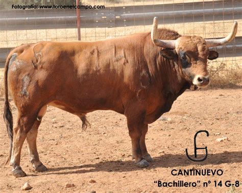 El Toro De Cenicientos Toros De Cantinuevo Para Cenicientos