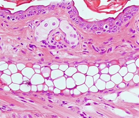 Histologia Tejido Cartilaginoso