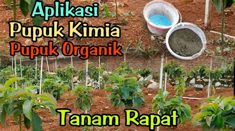 Cara Aplikasi Pupuk Kimia Dan Pupuk Organik Dengan Jarak Tanam Rapat