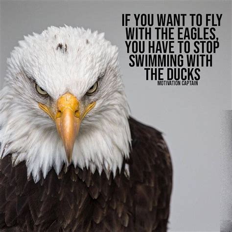 An Eagle With The Caption If You Want To Fly With The Eagles You Have