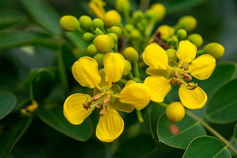 Hoja De Sen Cu Les Son Sus Beneficios Y Efectos Secundarios