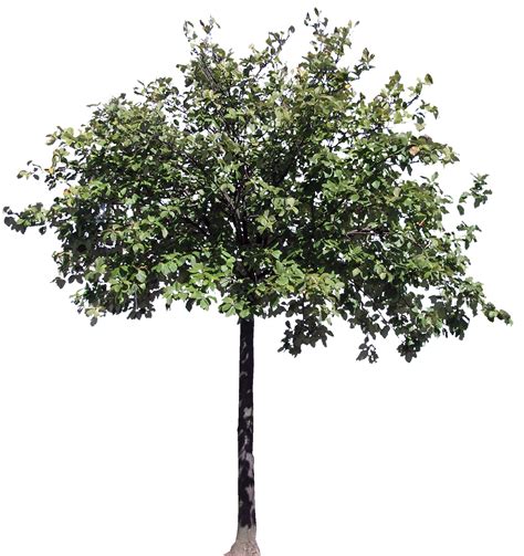 Árbol Png Images and Photos finder