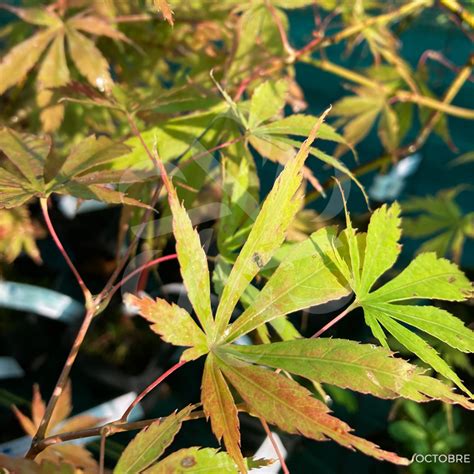 Acer Palmatum Kenzan Rable Du Japon Palmatia Plantes