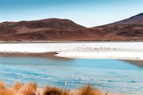 High-altitude Lagoon and Volcanoes in Altiplano Plateau, Bolivia. Pink ...